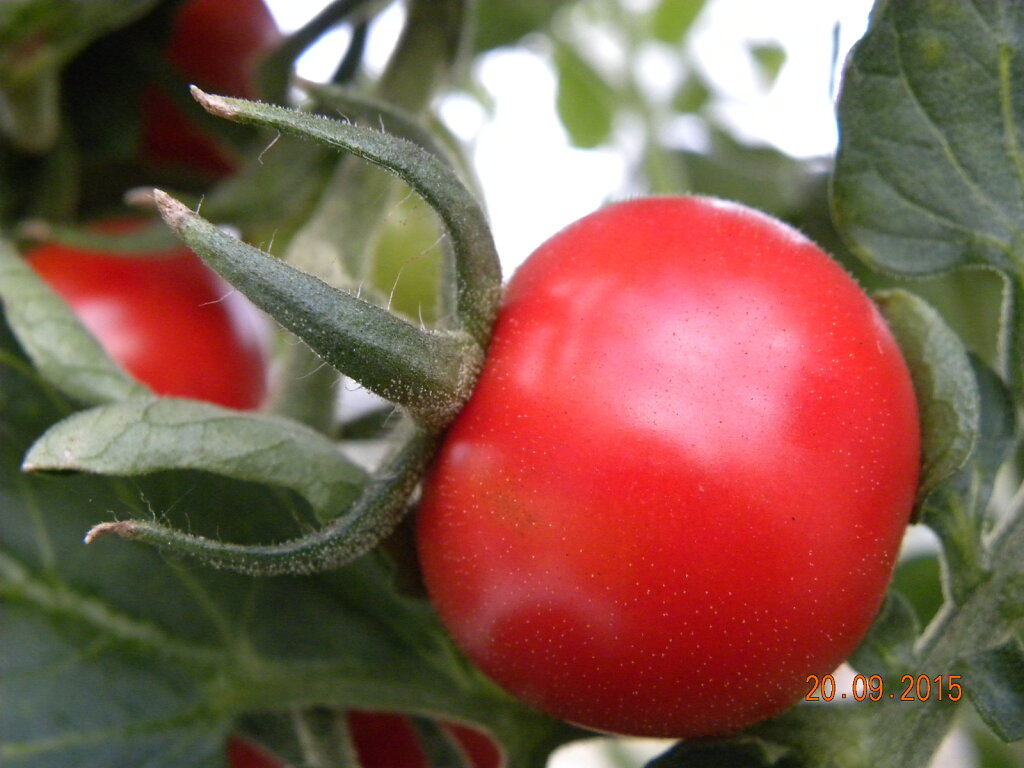 Sügisene tomat