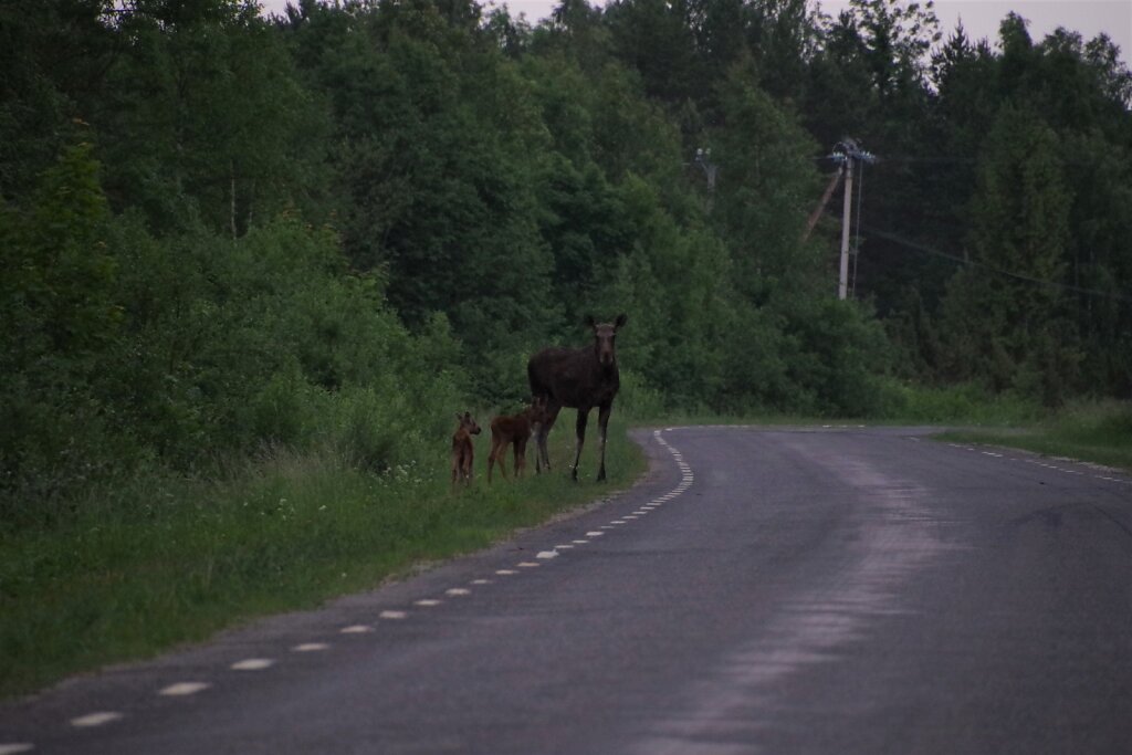 Põdrad