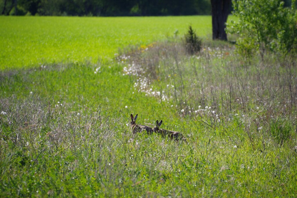 Jänesed põllul