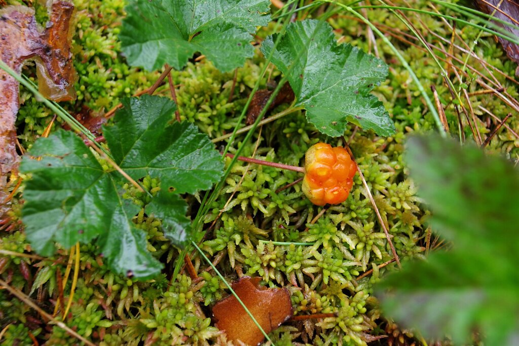 Rabamurakas (Rubus chamaemorus)