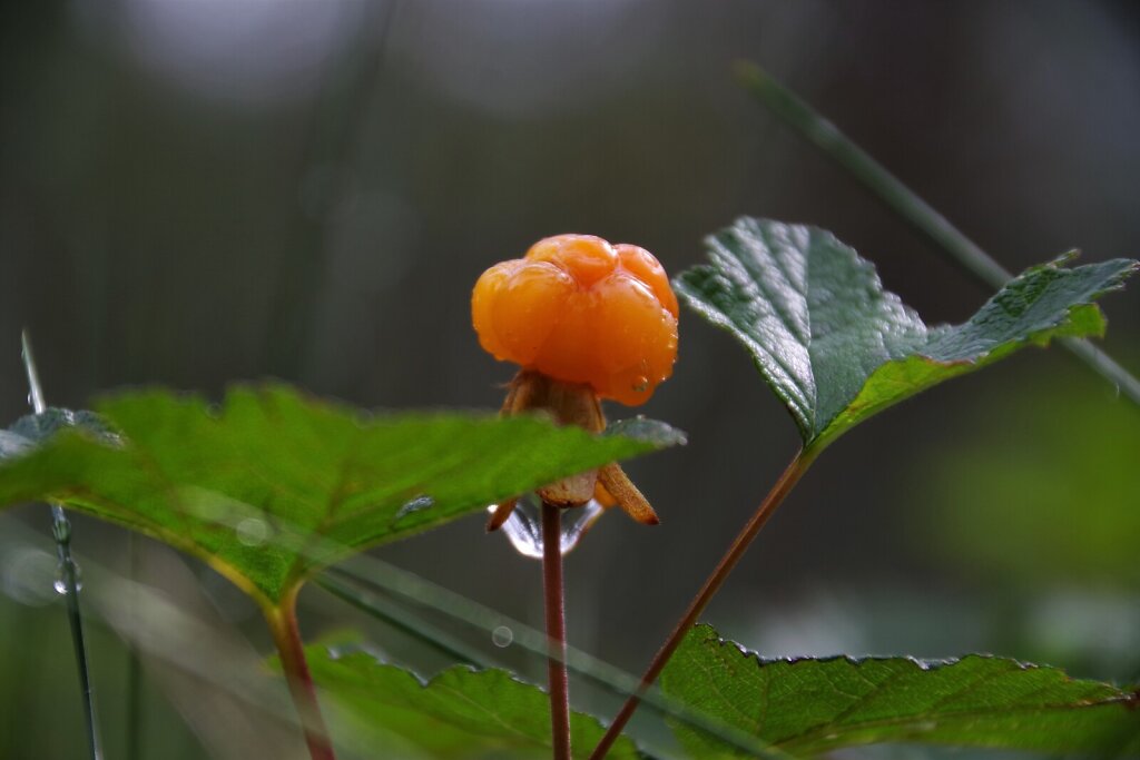 Rabamurakas (Rubus chamaemorus)