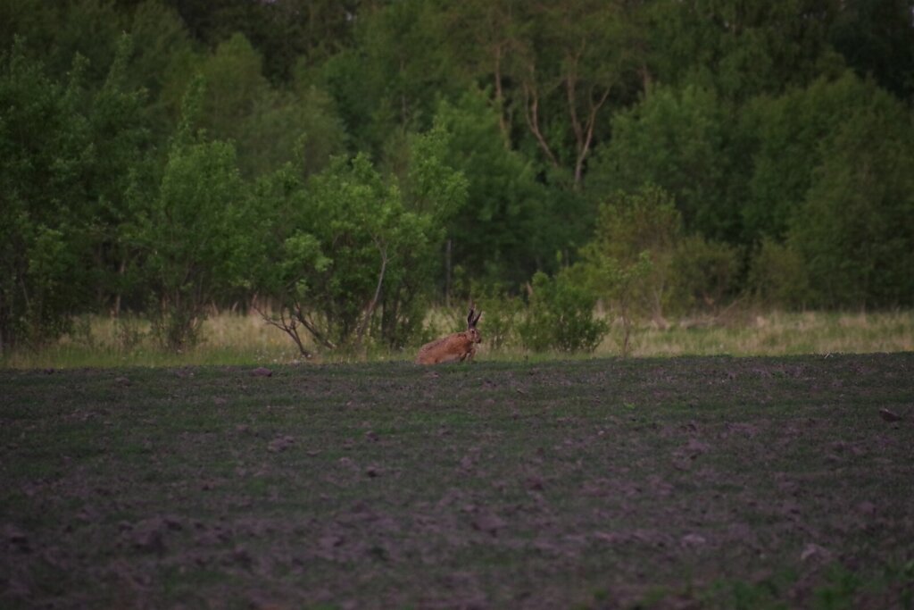 Jänes põllul