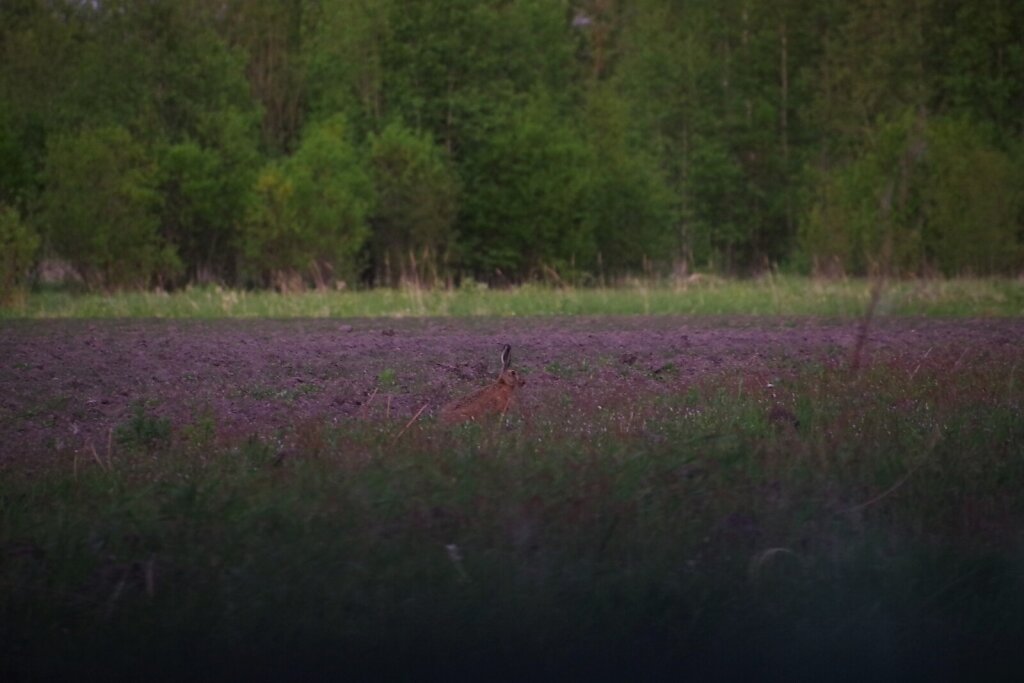 Jänes põllul